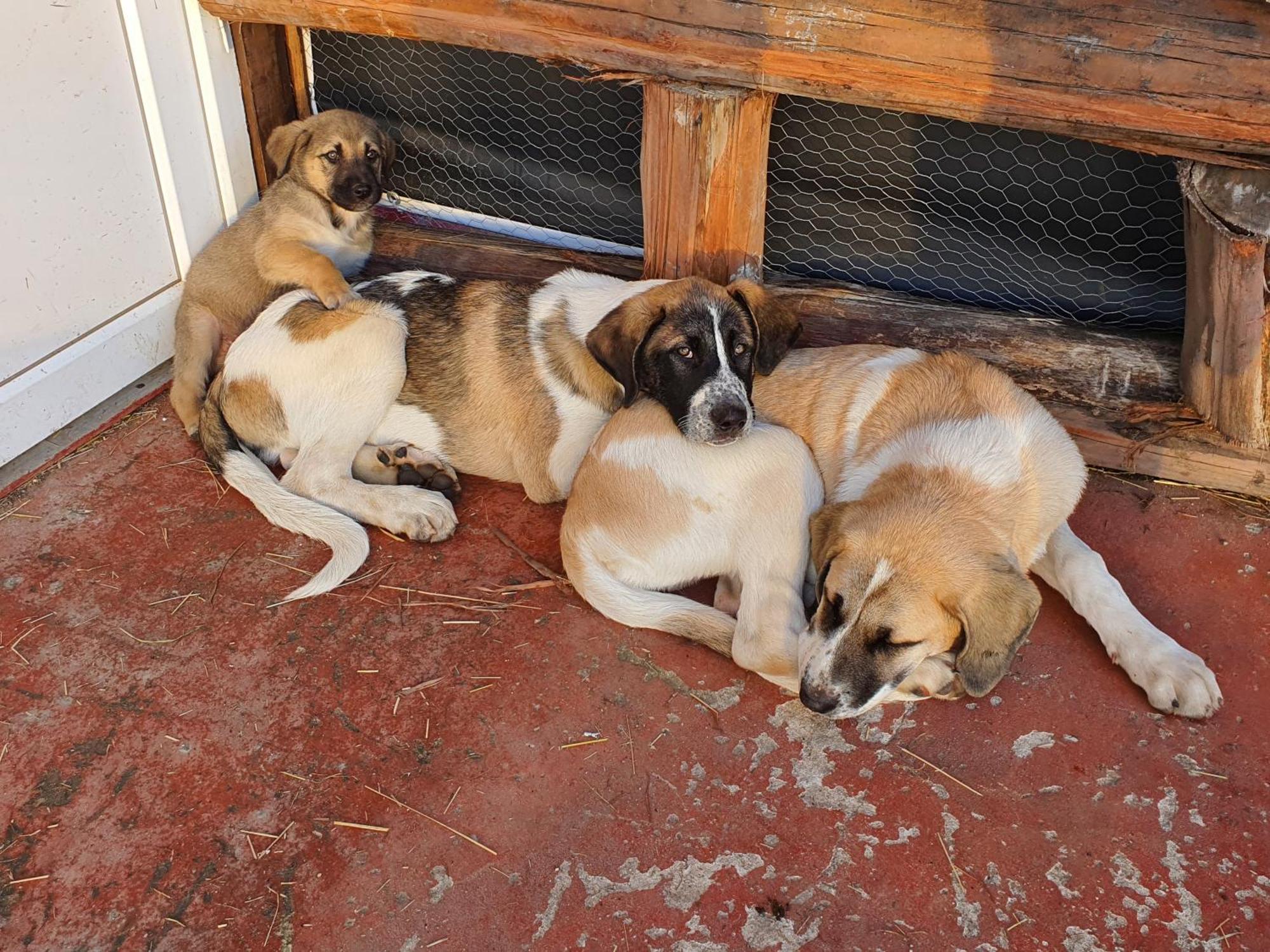 Gojim Casa Rural アルママール エクステリア 写真